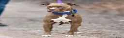 Pitbull cani in vendita: Femmina American Pit Bull Terrier  a Provincia autonoma di Trento - Annuncio 1