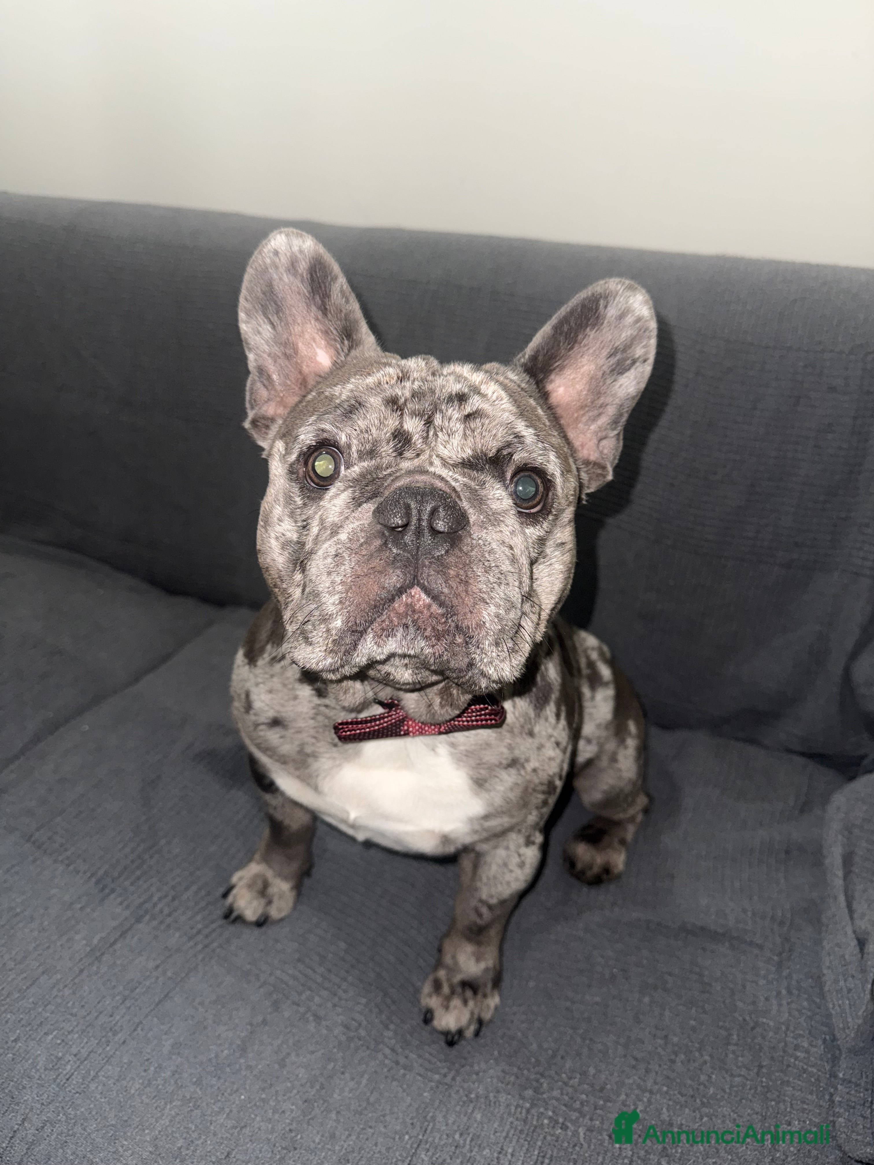 Bulldog Francese cani Cerco fidanzatina  - Annuncio 4