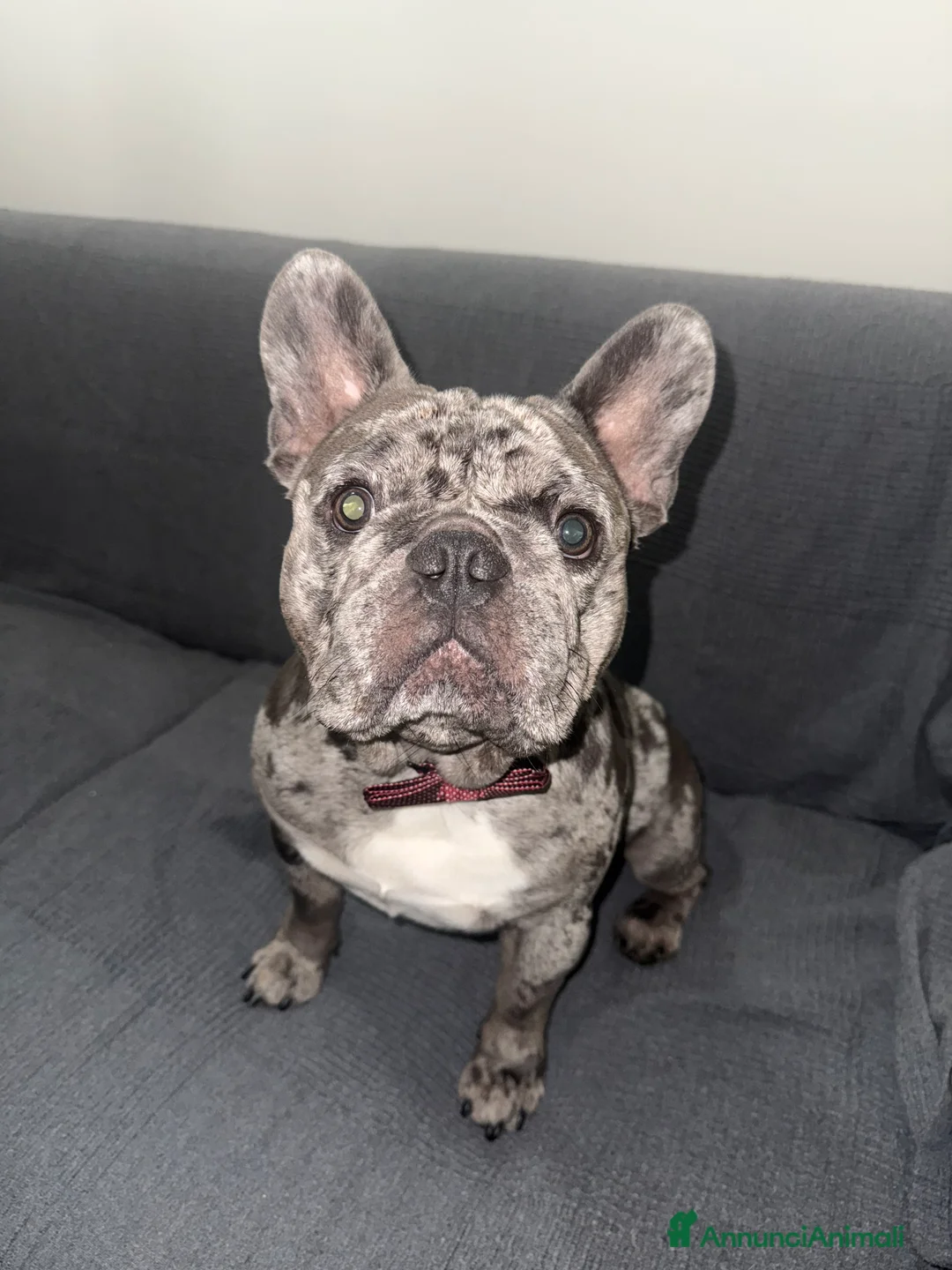 Bulldog Francese cani per accoppiamento: Cerco fidanzatina  - Annuncio 1