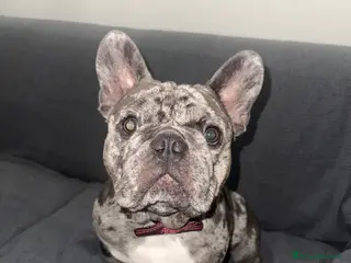 Bulldog Francese cani Cerco fidanzatina - Annuncio 4