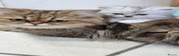 Persiano gatti in vendita: Gattine di Persiano - Annuncio 1