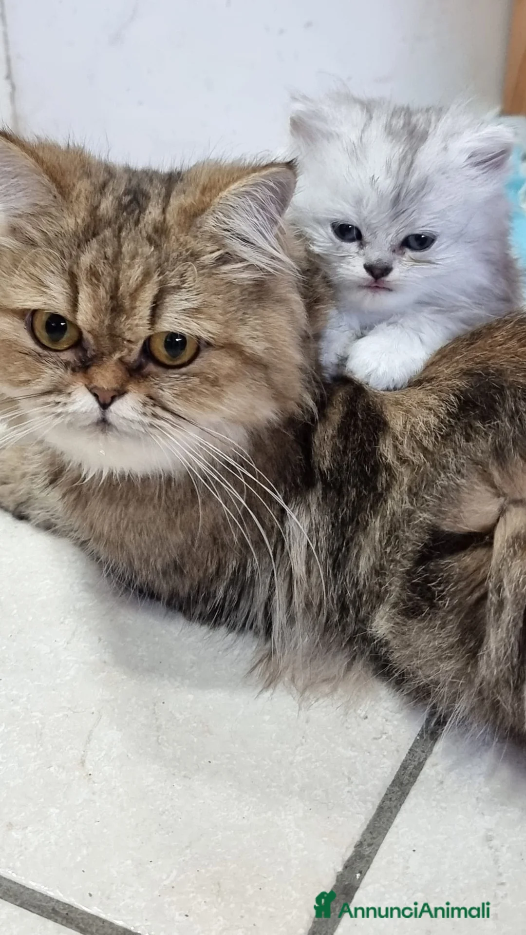 Persiano gatti in vendita: Gattine di Persiano - Annuncio 1