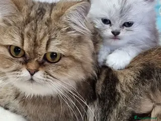 Persiano gatti Gattine di Persiano - Annuncio 1