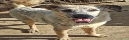 Meticcio cani in regalo: LIVIA 🩷 UN SORRISO CHE MERITA UNA CASA 😍 a Provincia di Forlì-Cesena - Annuncio 6