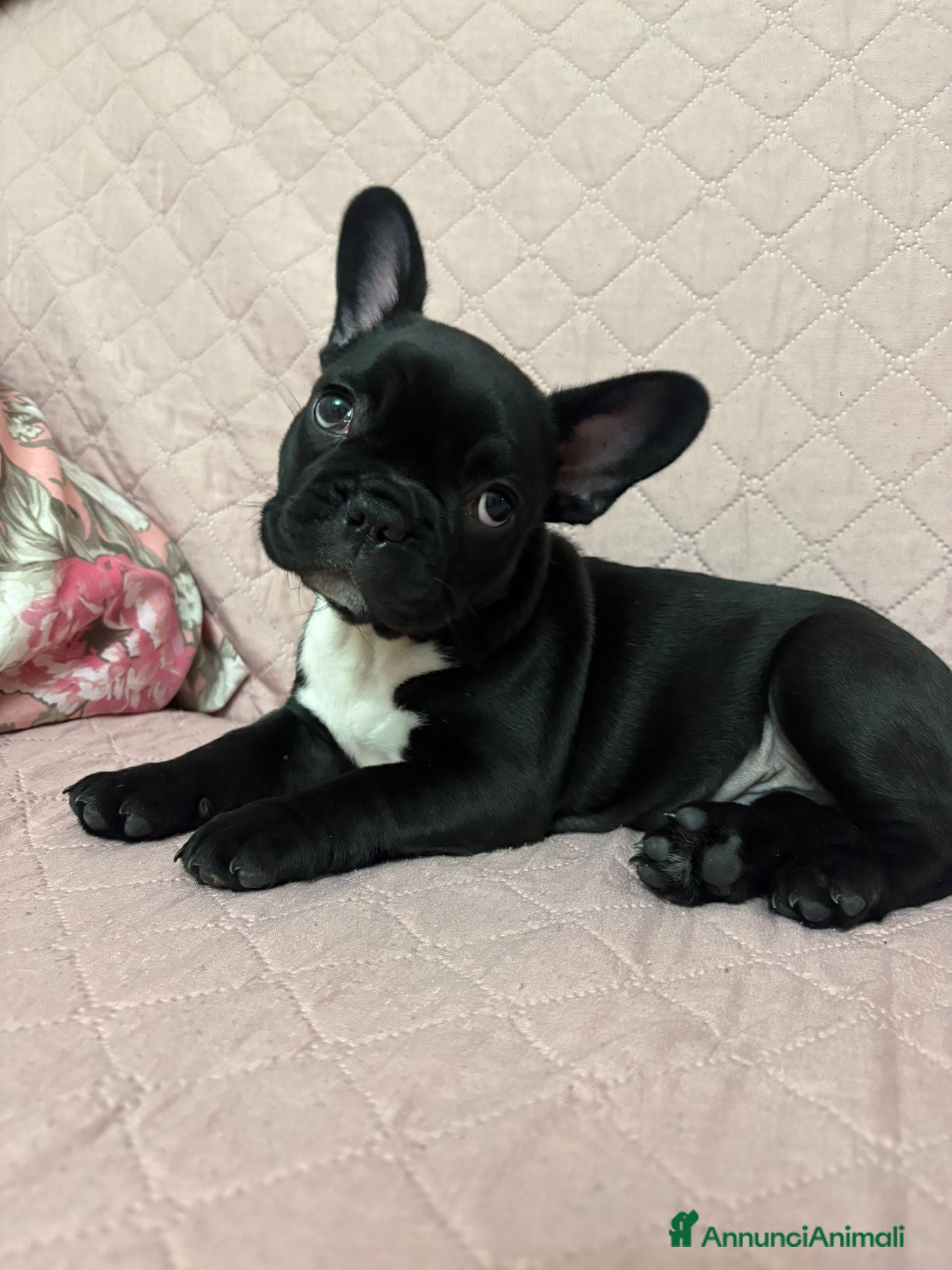 Bulldog Francese cani Bulldog francese maschio-cucciolo disponibile  - Annuncio 25