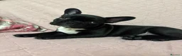 Bulldog Francese cani in vendita: Bulldog francese maschio-cucciolo disponibile  - Annuncio 1