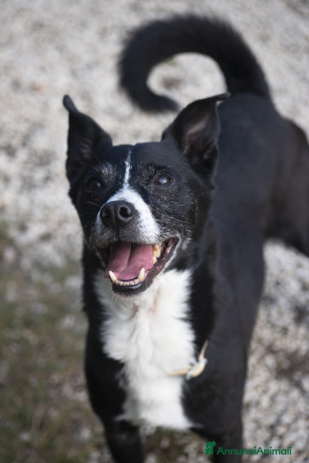 Meticcio cani NONNO OREO TI STA ASPETTANDO, IN ADOZIONE - Annuncio 2