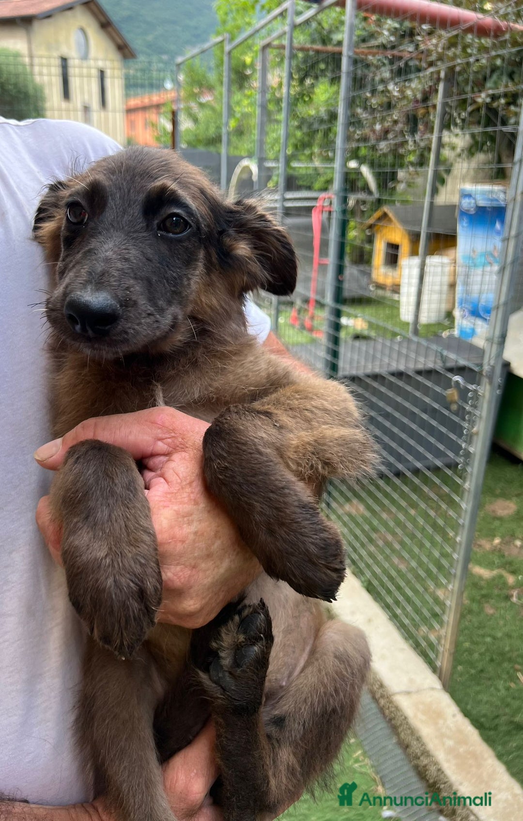 Altre razze cani in regalo: Cucciola a Provincia di Brescia - Immagine 2