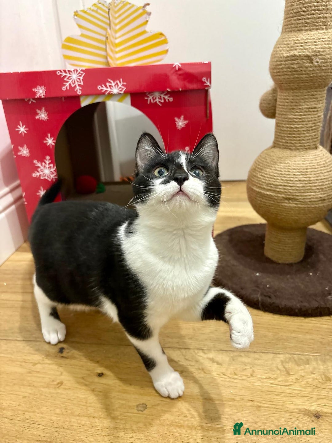 Europeo gatti in regalo: Mya e Mimì, nessuno le vuole - Annuncio 10