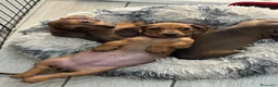 Bassotto cani in vendita: Cuccioli bassotti tedesco  - Annuncio 8
