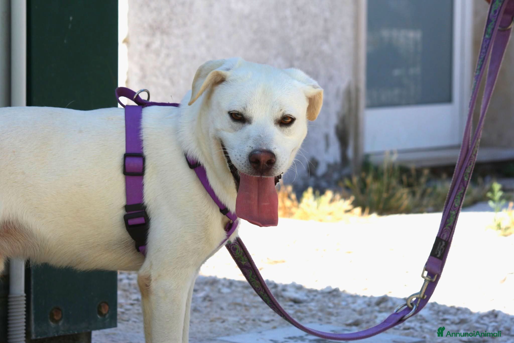 Meticcio cani Zack stupendo e dolce cucciolo in adozione  - Annuncio 19