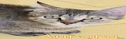 Europeo gatti in regalo: AURORA DOLCISSIMA GATTINA - Annuncio 5