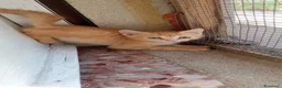 Europeo gatti in regalo: Gattini Rossi in cerca di casa - Annuncio 5