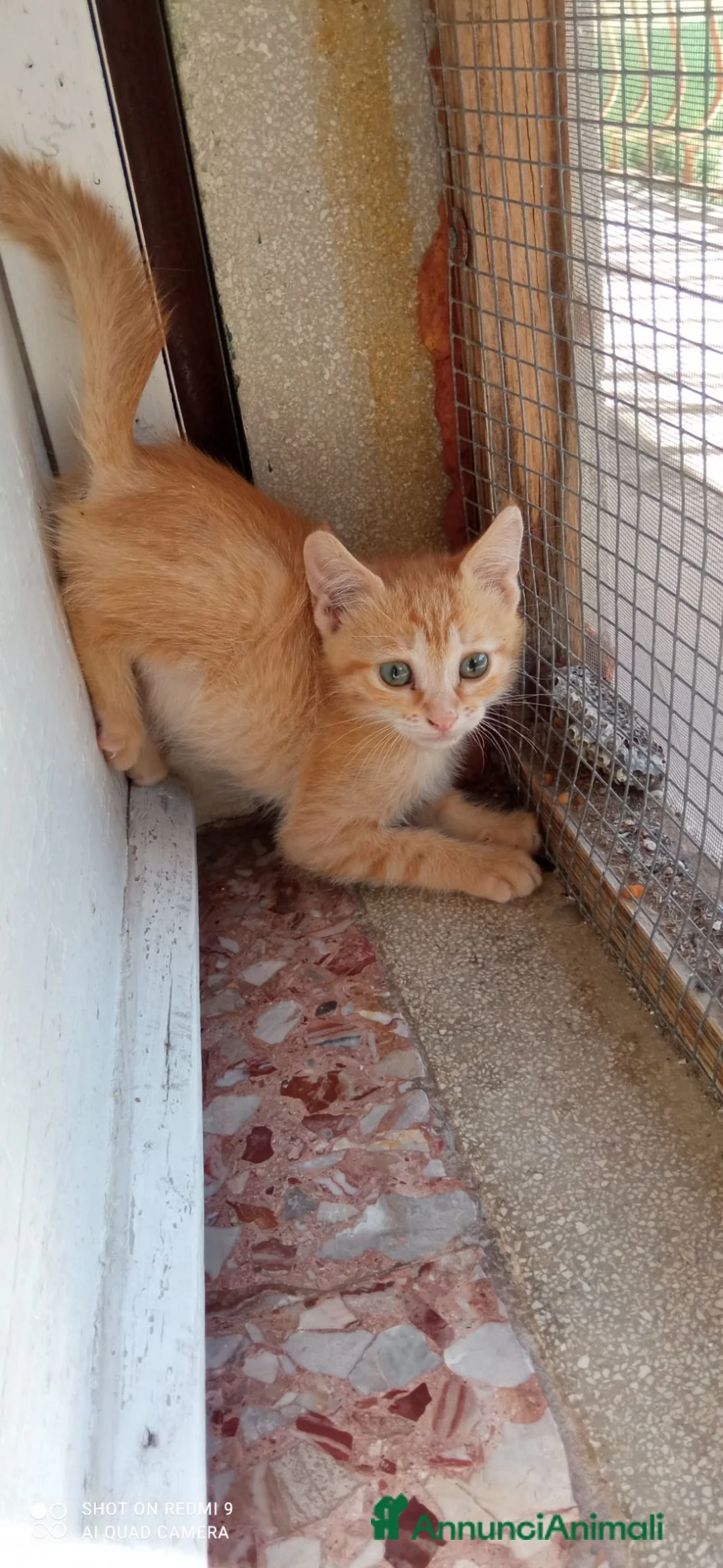 Europeo gatti in regalo: Gattini Rossi in cerca di casa - Annuncio 5