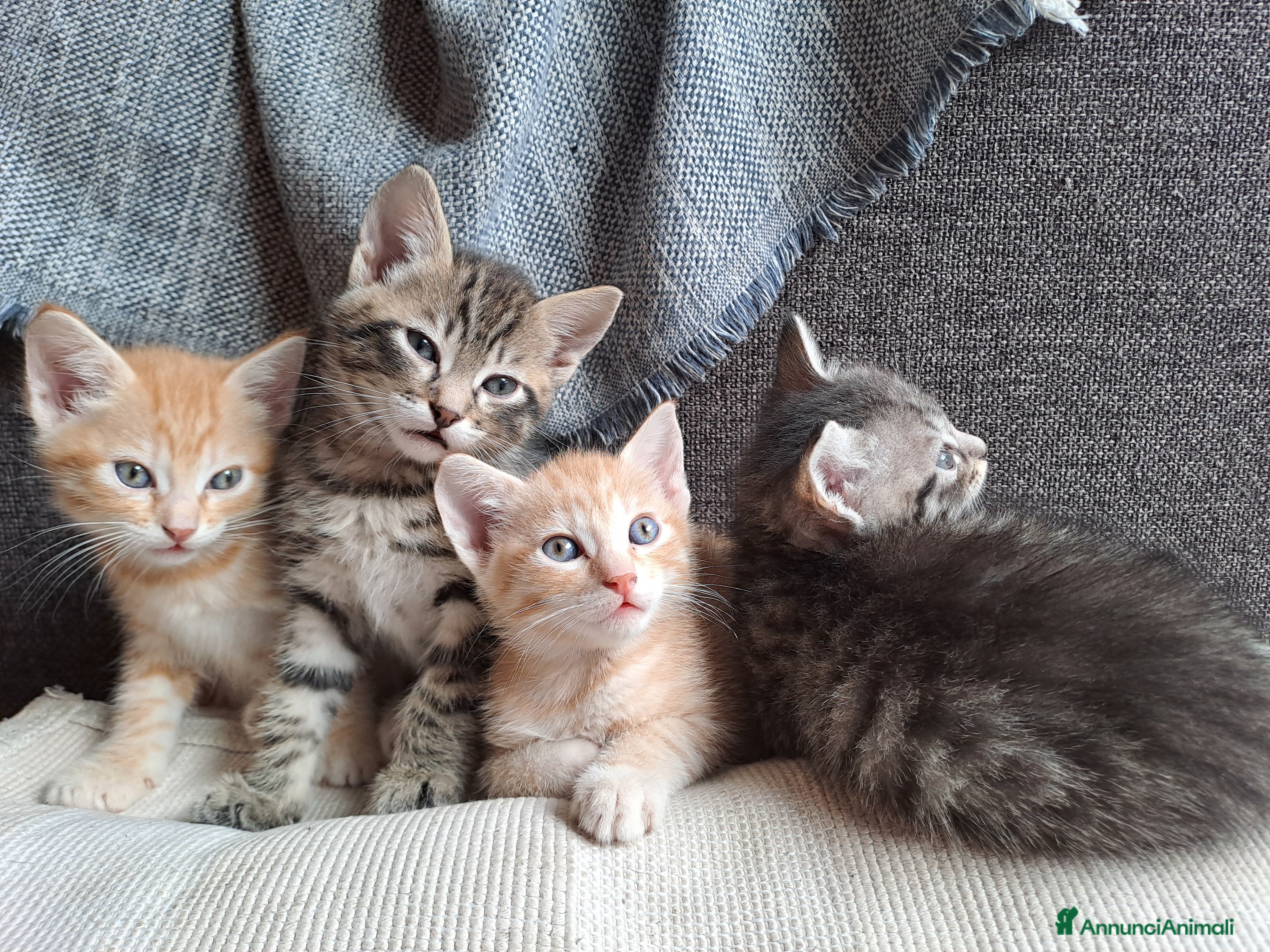 Meticcio gatti Gattini dolcissimi cercano casa - Annuncio 5