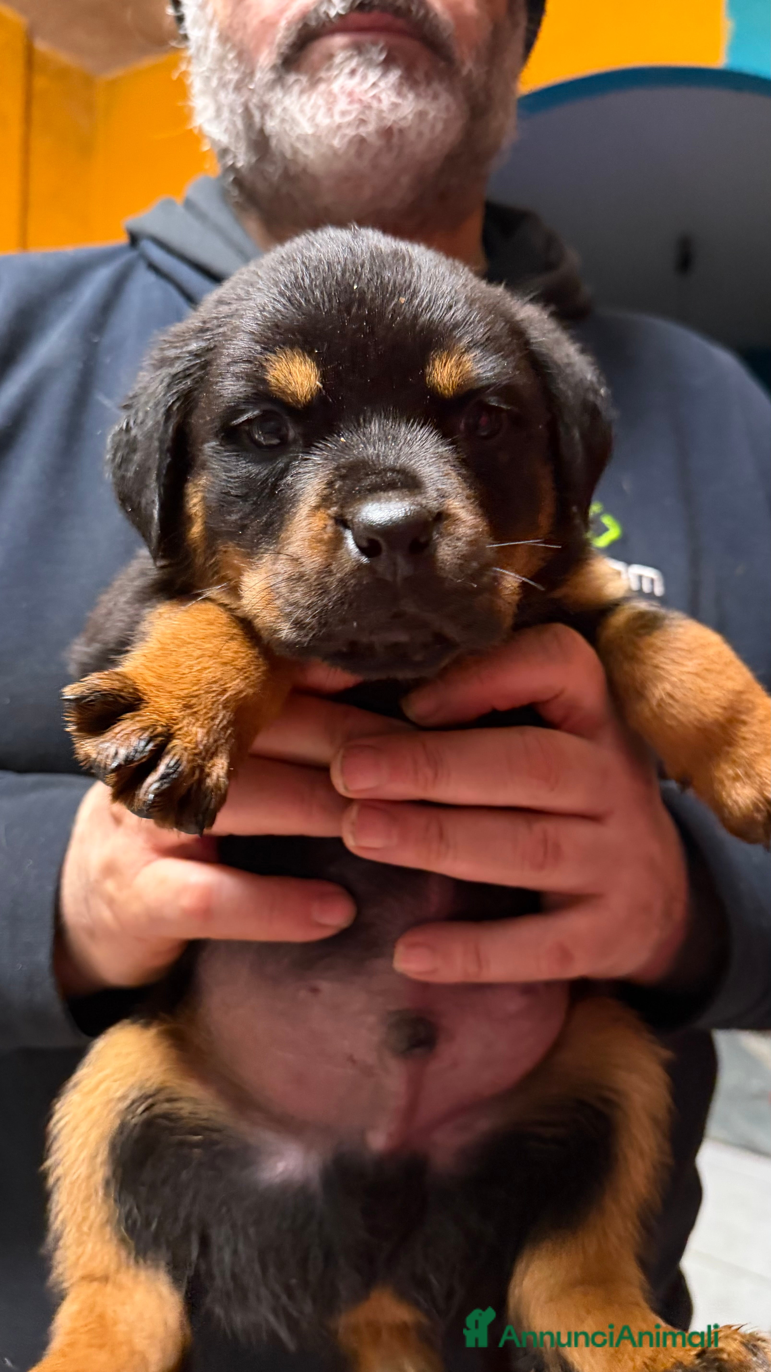 Rottweiler cani Rottweiler  - Annuncio 1