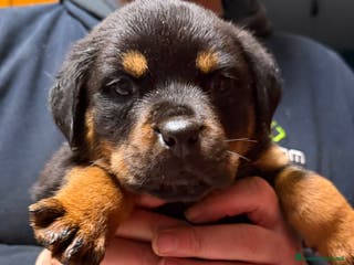 Rottweiler cani Rottweiler - Annuncio 8