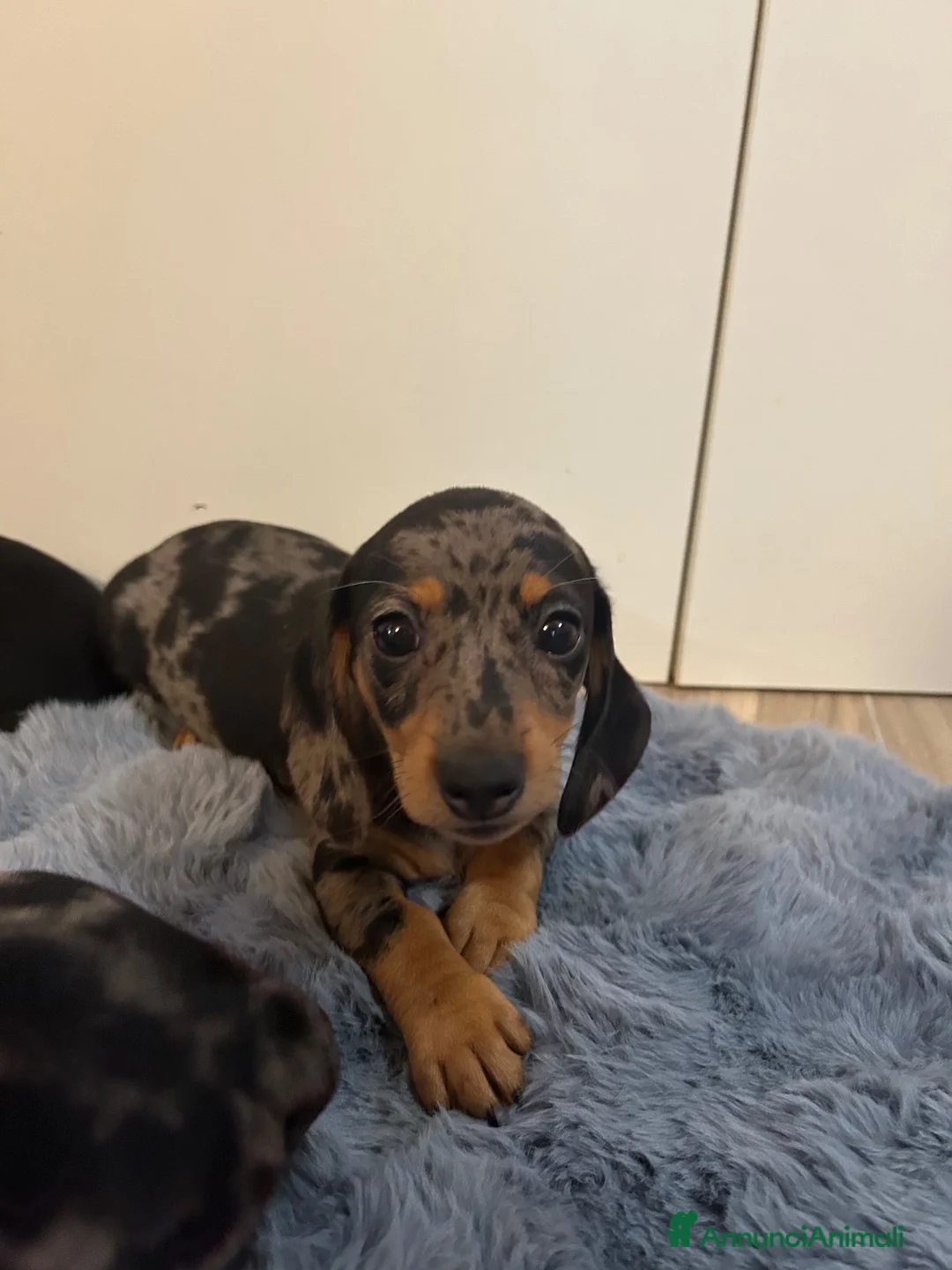 Bassotto Nano cani in vendita: Bassotto nano - Annuncio 1