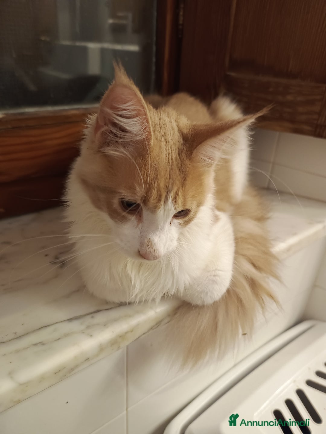 Maine Coon gatti in vendita: cuccioli Maine Coon - Annuncio 2