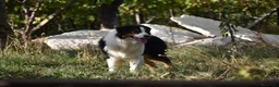 Australian Shepherd cani in vendita: cucciolotti pastore australiano - australian  - Annuncio 5