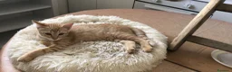 Meticcio gatti in regalo: Gattina Rossa (Ginger) per donazione gratuita - Annuncio 3