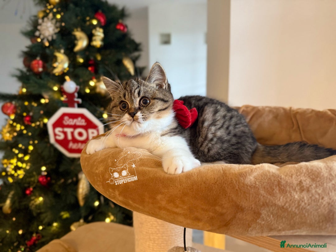 Scottish gatti in vendita: Stupeficium Amos - Scottish Straight - Annuncio 23