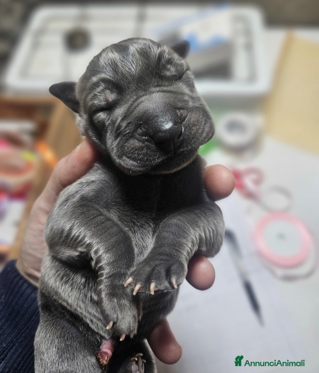 Alano cani in vendita: Cuccioli di alano blu da Allevamento Riconosciuto  - Annuncio 9