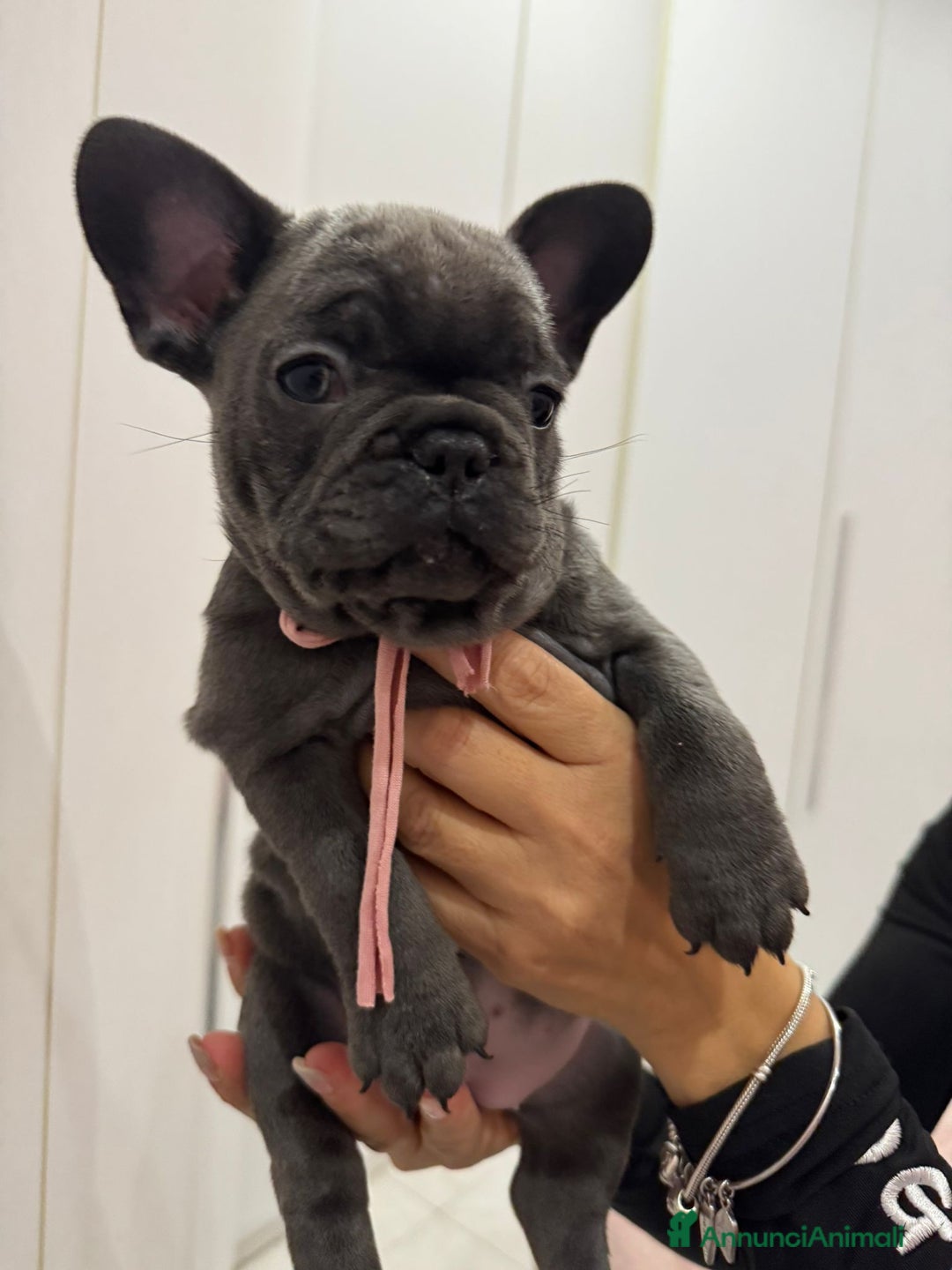 Bulldog Francese cani in vendita: Ultima cucciola di bulldog francese - Annuncio 4