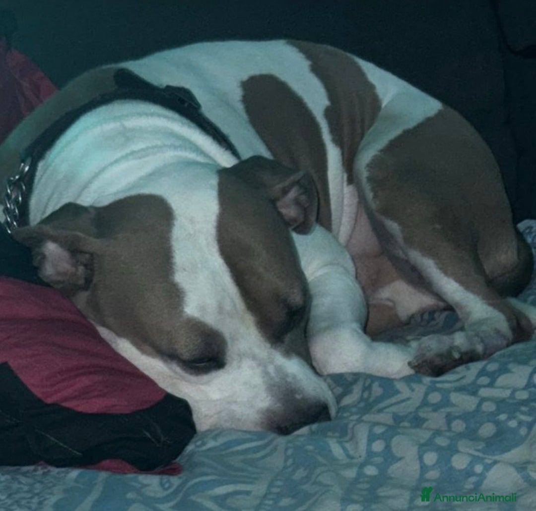 American Staffordshire cani in vendita: Splendido cucciolo Amstaff - Annuncio 2