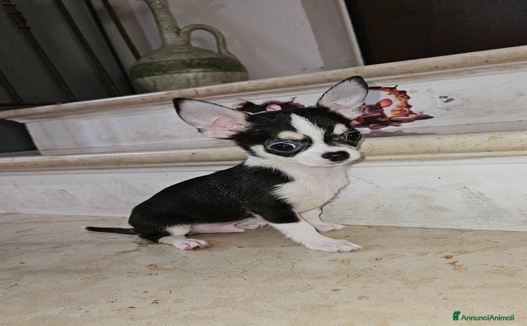 Chihuahua cani a Città metropolitana di Palermo - Annuncio 12