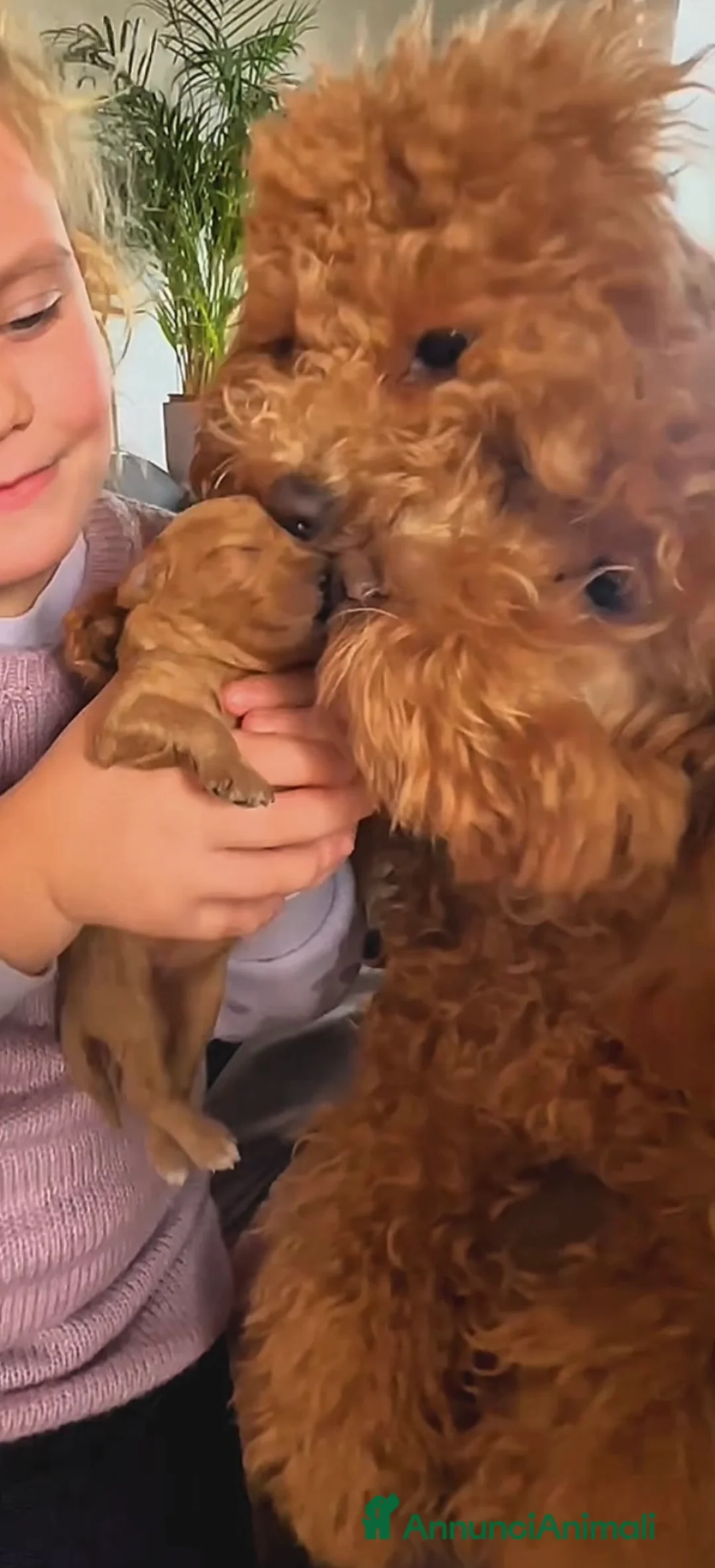 Meticcio cani in vendita: Barboncino nano❤️ - Annuncio 7