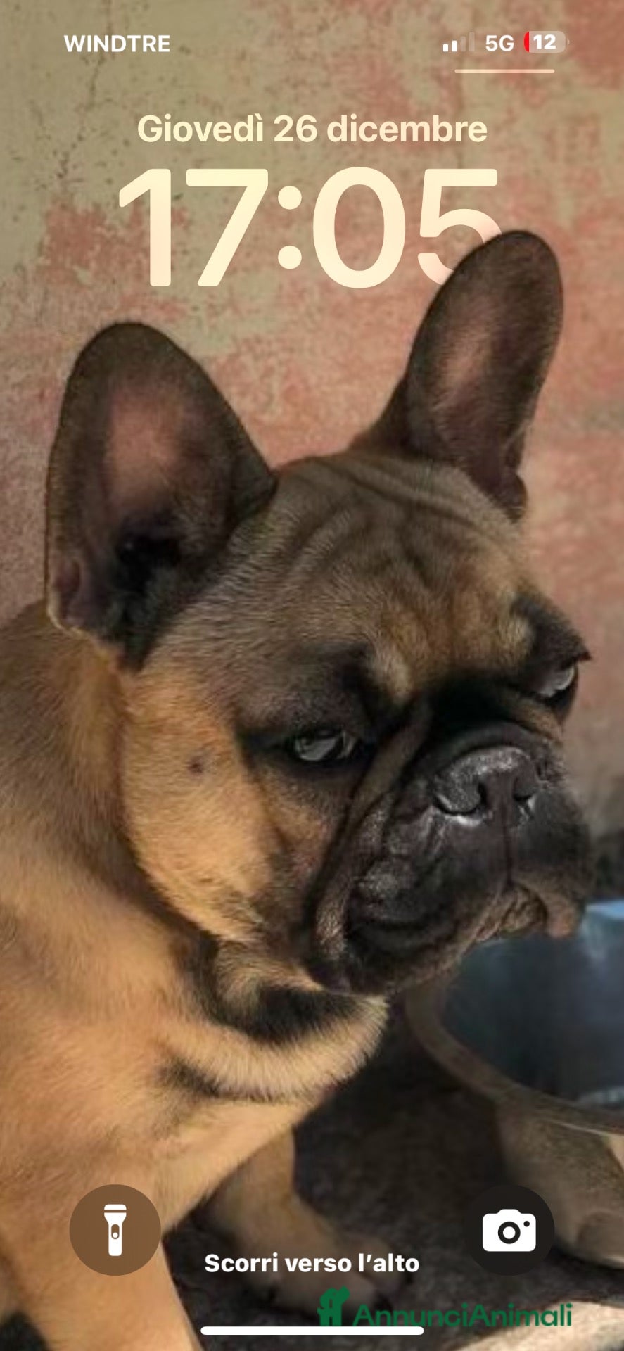 Bulldog Francese cani Cerco femmina da monta bouledog francese  - Annuncio 2