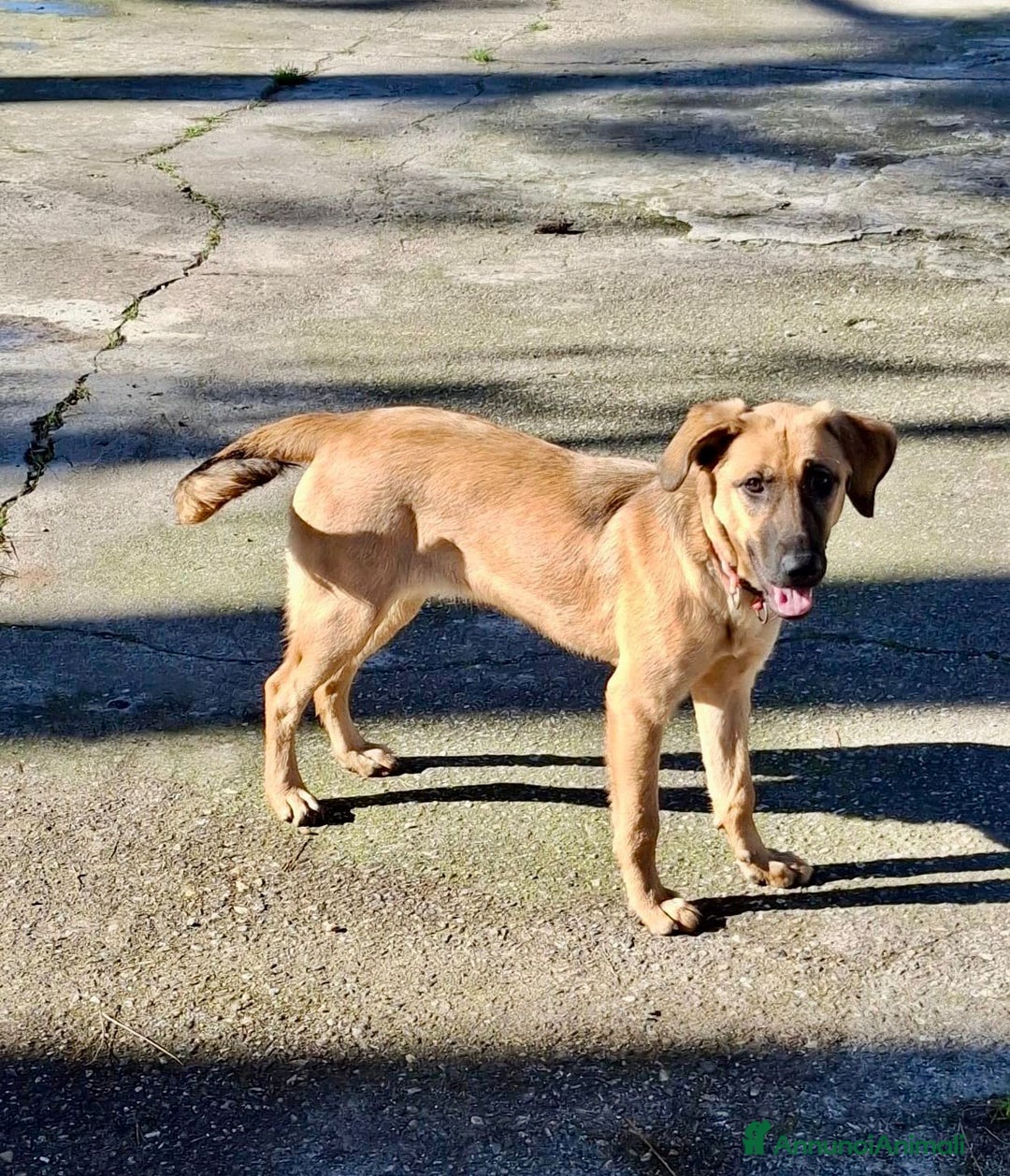 Meticcio cani in regalo: MORA 🩷 - cucciola. Apri il tuo cuore! Cerca casa - Annuncio 7