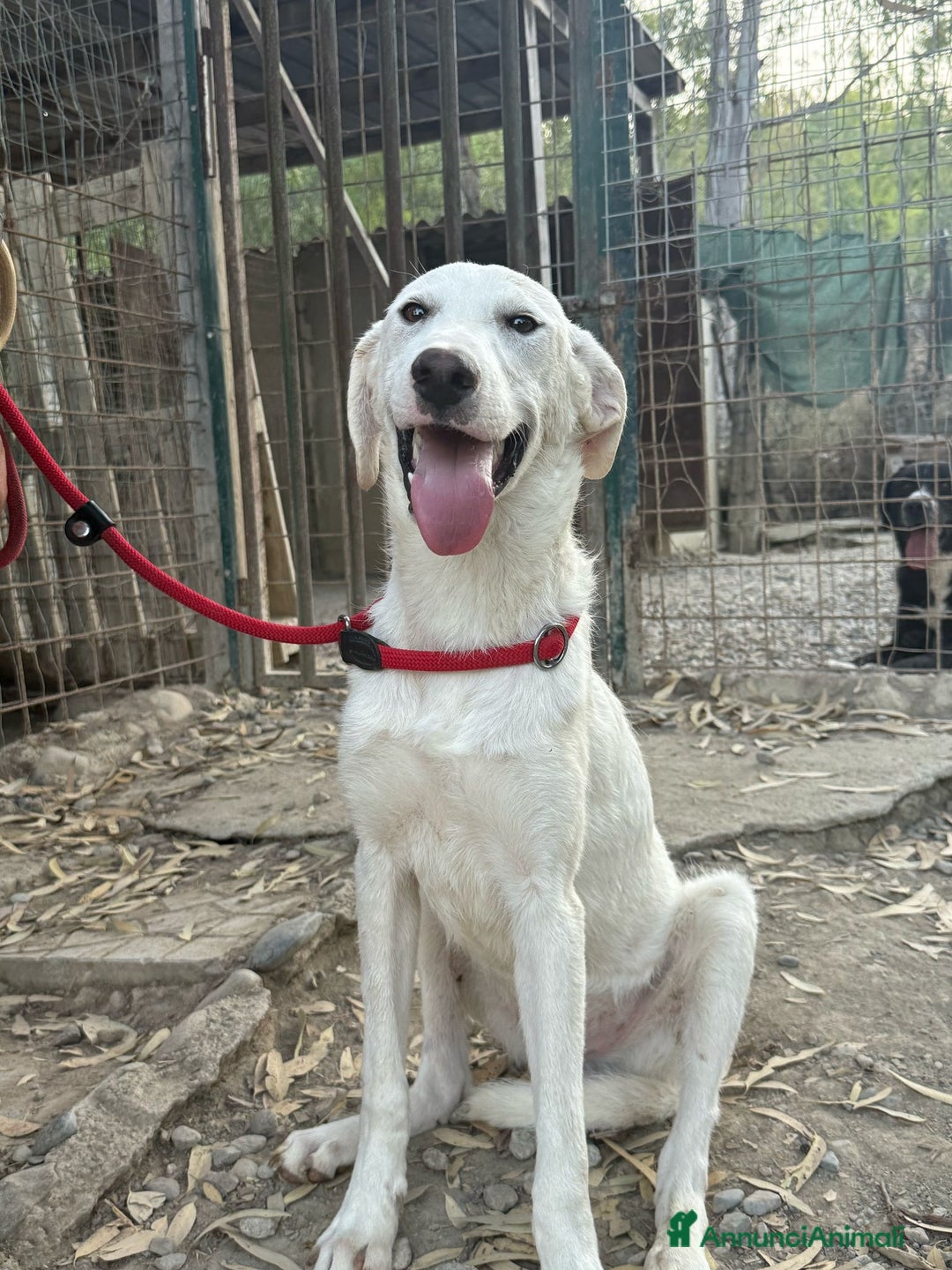 Meticcio cani in regalo: RINGO  a Provincia di Crotone - Annuncio 6