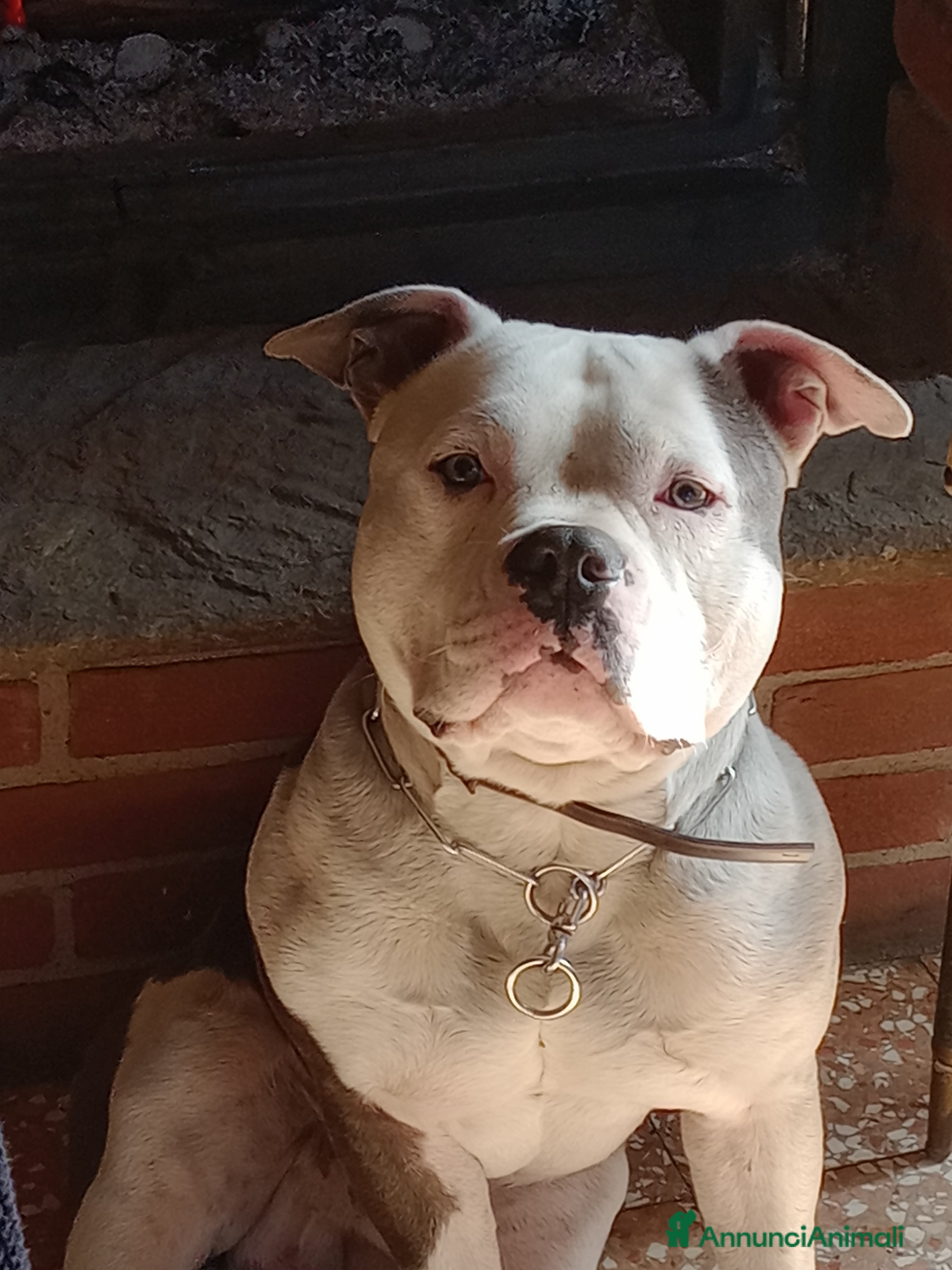 American Bully cani American Bully, genitori addestrati da pet terapy  - Annuncio 1