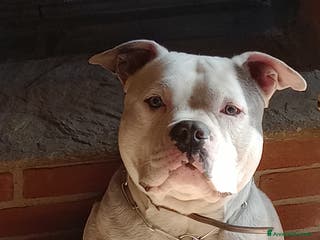 American Bully cani American Bully, genitori addestrati da pet terapy - Annuncio 2