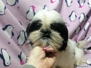 Shih Tzu cani Shih Tzu cuccioli taglia toy - Annuncio 13
