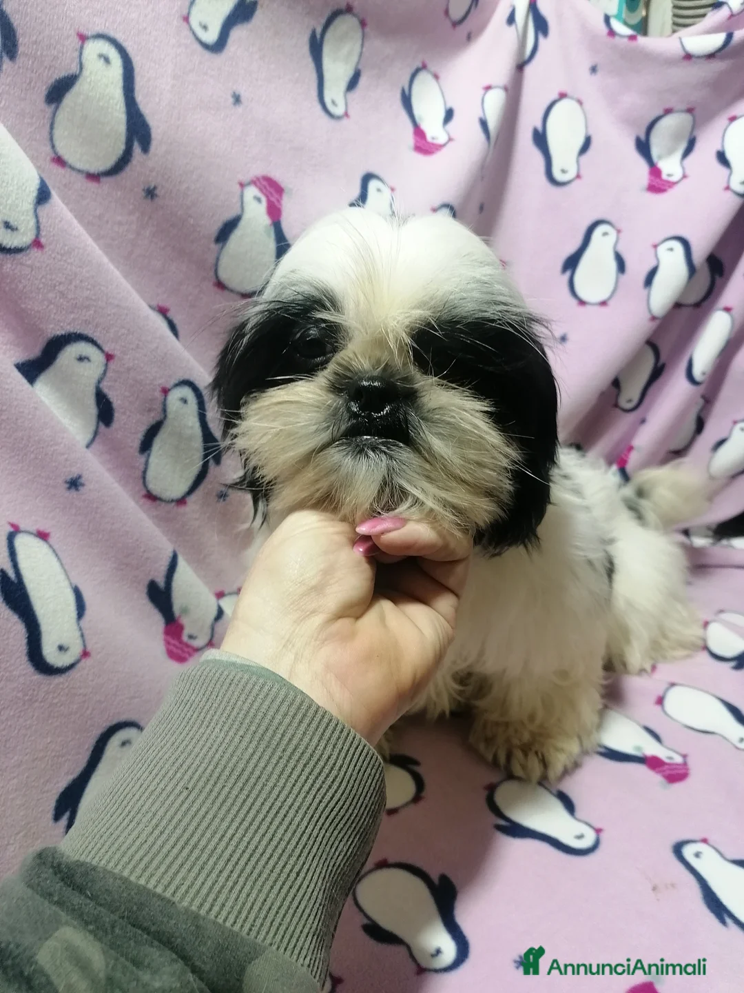 Shih Tzu cani in vendita: Shih Tzu cuccioli taglia toy - Annuncio 1