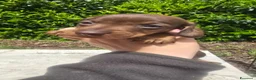 Bassotto cani in vendita: Bassotte pelo ruvido  - Annuncio 5