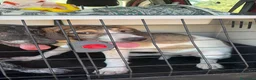 Meticcio cani in regalo: Leon e Byron 4mesi e 1/2 tg media SOS SIRACUSA - Annuncio 5