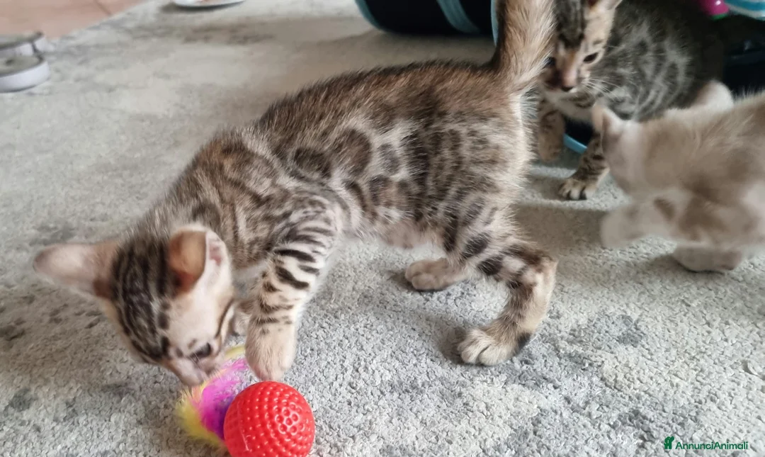 Bengala gatti in vendita: Cucciolo Bengala con Pedigree  - Annuncio 8