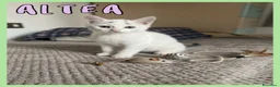 Europeo gatti in regalo: Gattini in adozione  - Annuncio 6