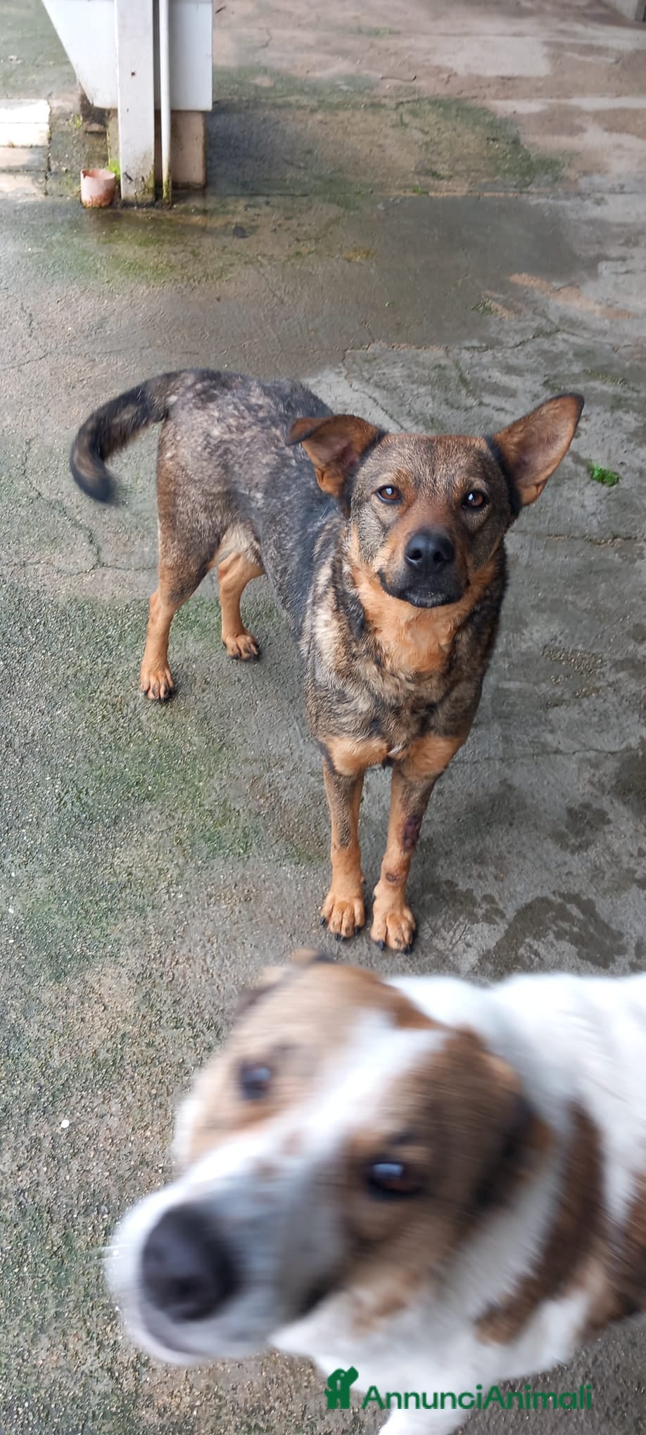 Meticcio cani Elisa, simil pastorina!  - Annuncio 32