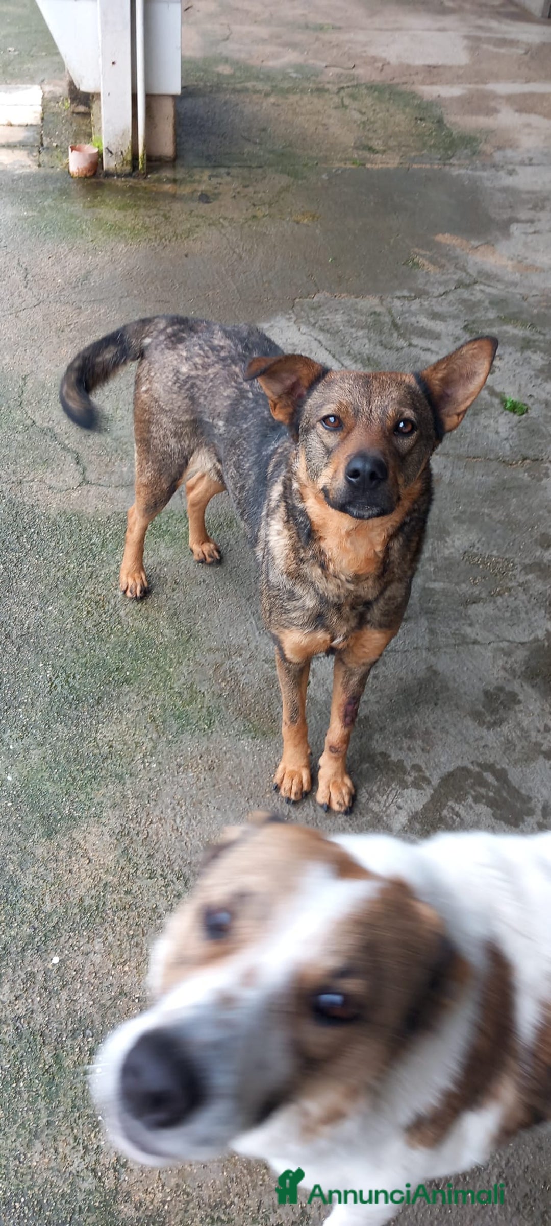 Meticcio cani in regalo: Elisa, simil pastorina!  - Annuncio 1