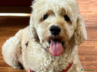 Barboncino cani Splendido Barboncino - FLUFFY - Annuncio 2