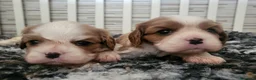 Cavalier King cani in vendita: Cavalier king charles spaniel  - Annuncio 2