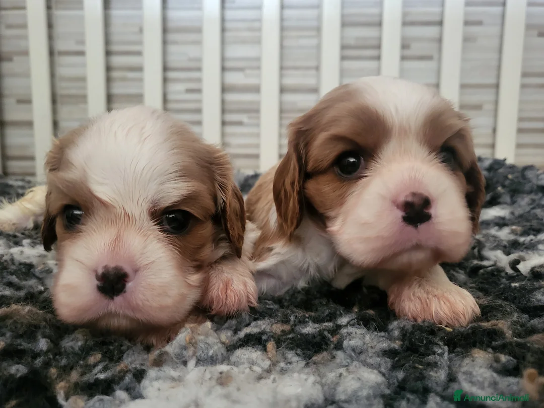 Cavalier King cani in vendita: Cavalier king charles spaniel  - Annuncio 2