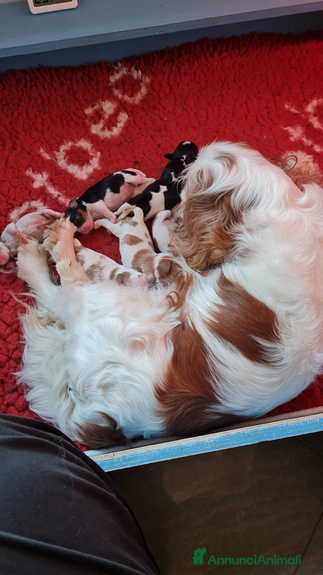 Cavalier King cani in vendita: Cavalier king charles spaniel ENCI a Provincia di Vercelli - Immagine 8