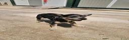 Meticcio cani in regalo: Bueno: taglia piccola, dolce e socievole  - Annuncio 8