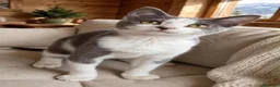 Europeo gatti in regalo: Hiro un gattino dolcissimo  - Annuncio 1